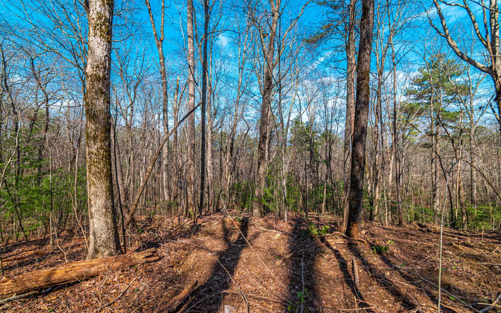 11.06 Piney Spur Road Ellijay, GA 30536 - Photo 14 of 38 Additional View