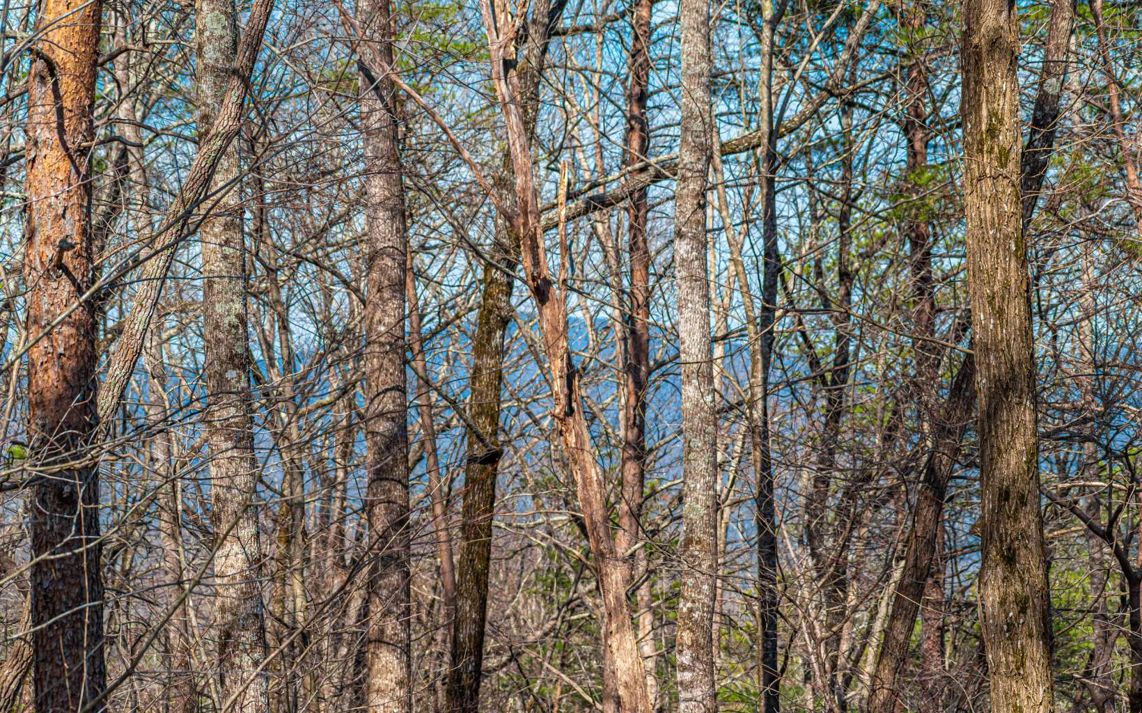 11.06 Piney Spur Road Ellijay, GA 30536 - Photo 18 of 38 Additional View