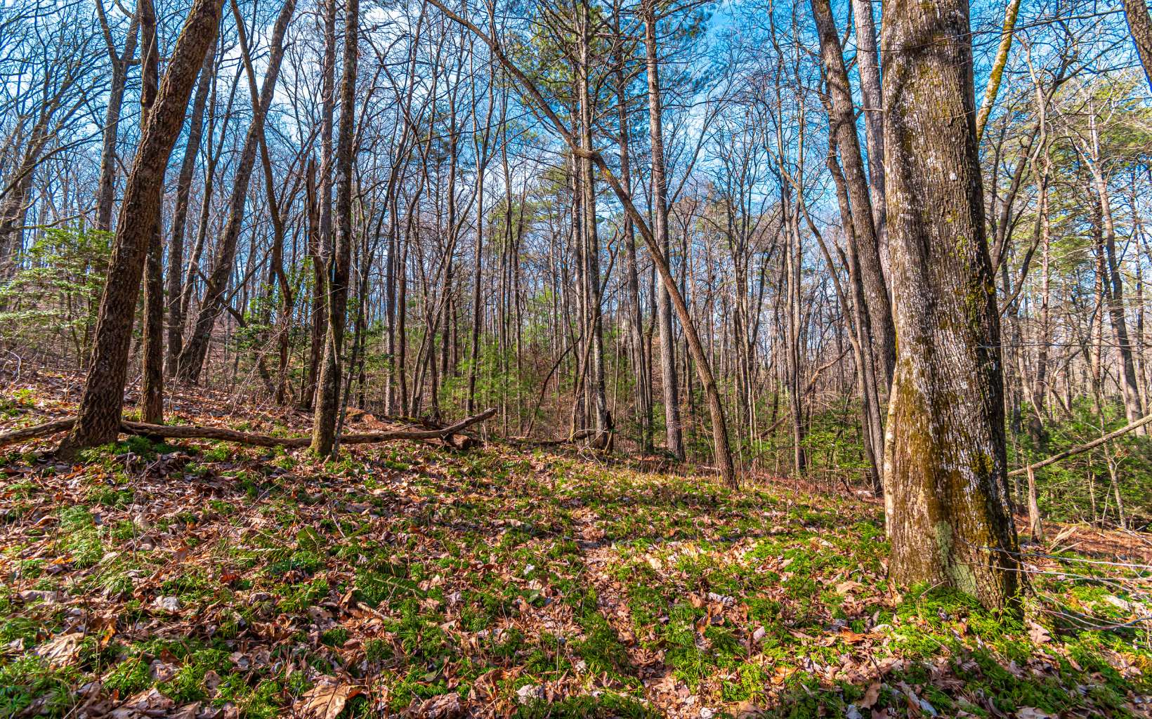 11.06 Piney Spur Road Ellijay, GA 30536 - Photo 21 of 38 Additional View