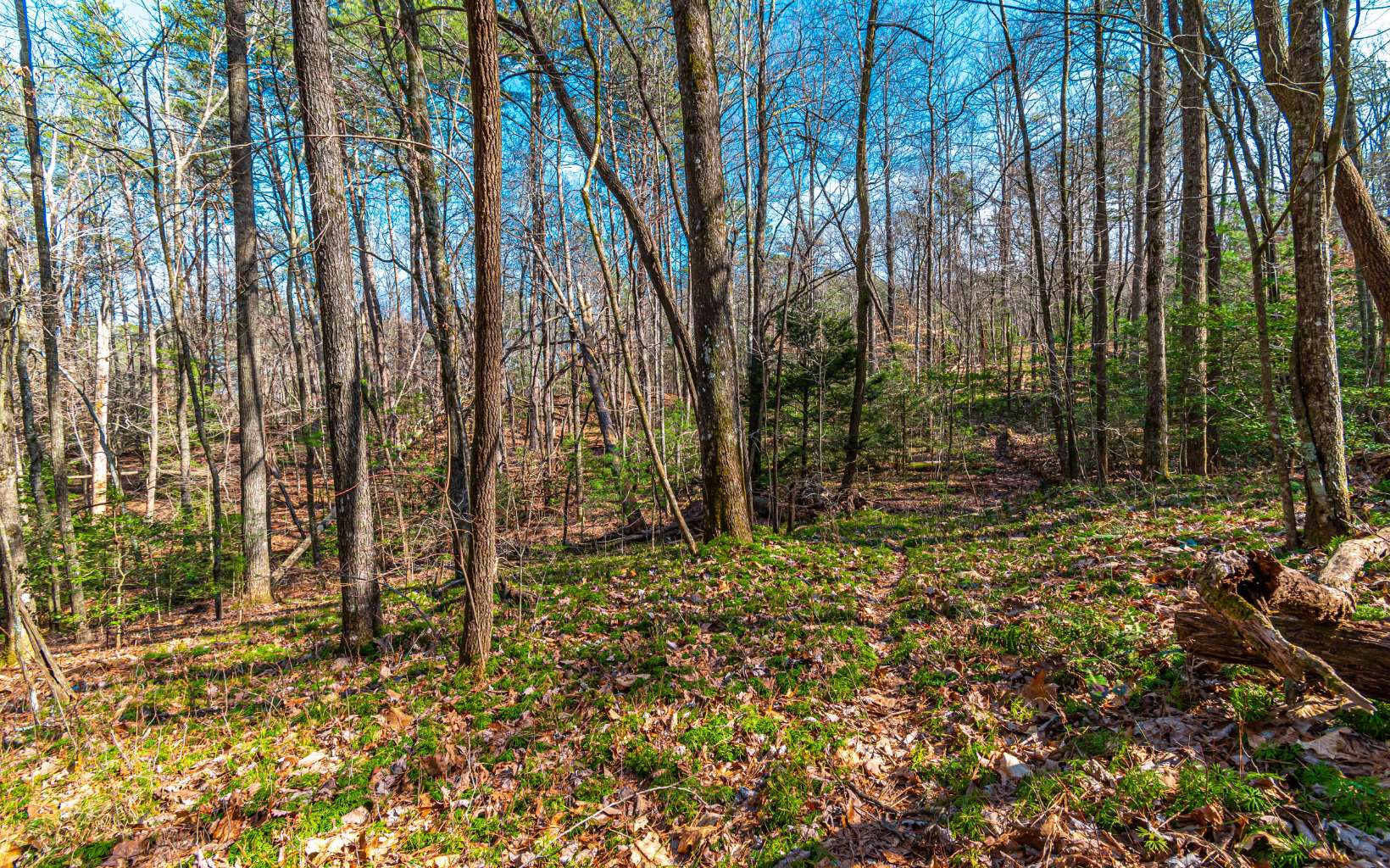 11.06 Piney Spur Road Ellijay, GA 30536 - Photo 23 of 38 Additional View