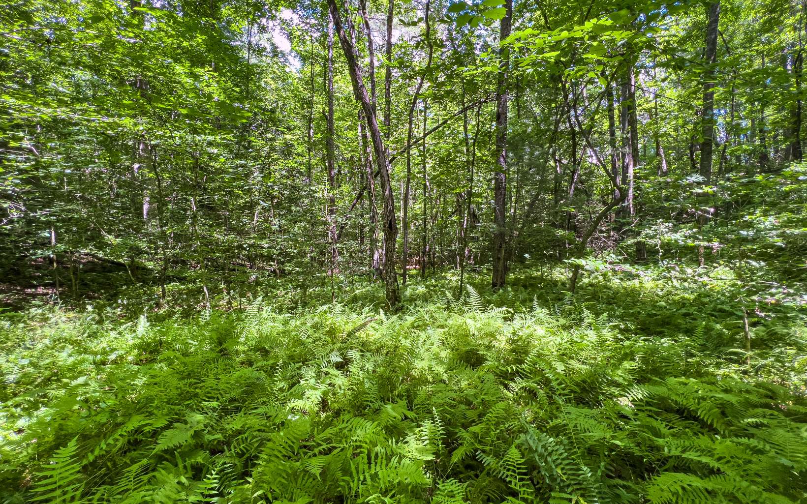 11.06 Piney Spur Road Ellijay, GA 30536 - Photo 26 of 38 Additional View