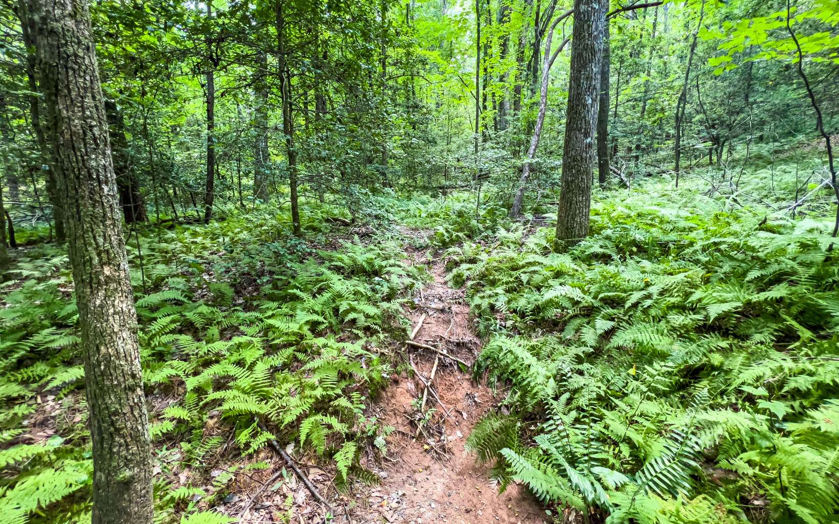 11.06 Piney Spur Road Ellijay, GA 30536 - Photo 27 of 38 Additional View