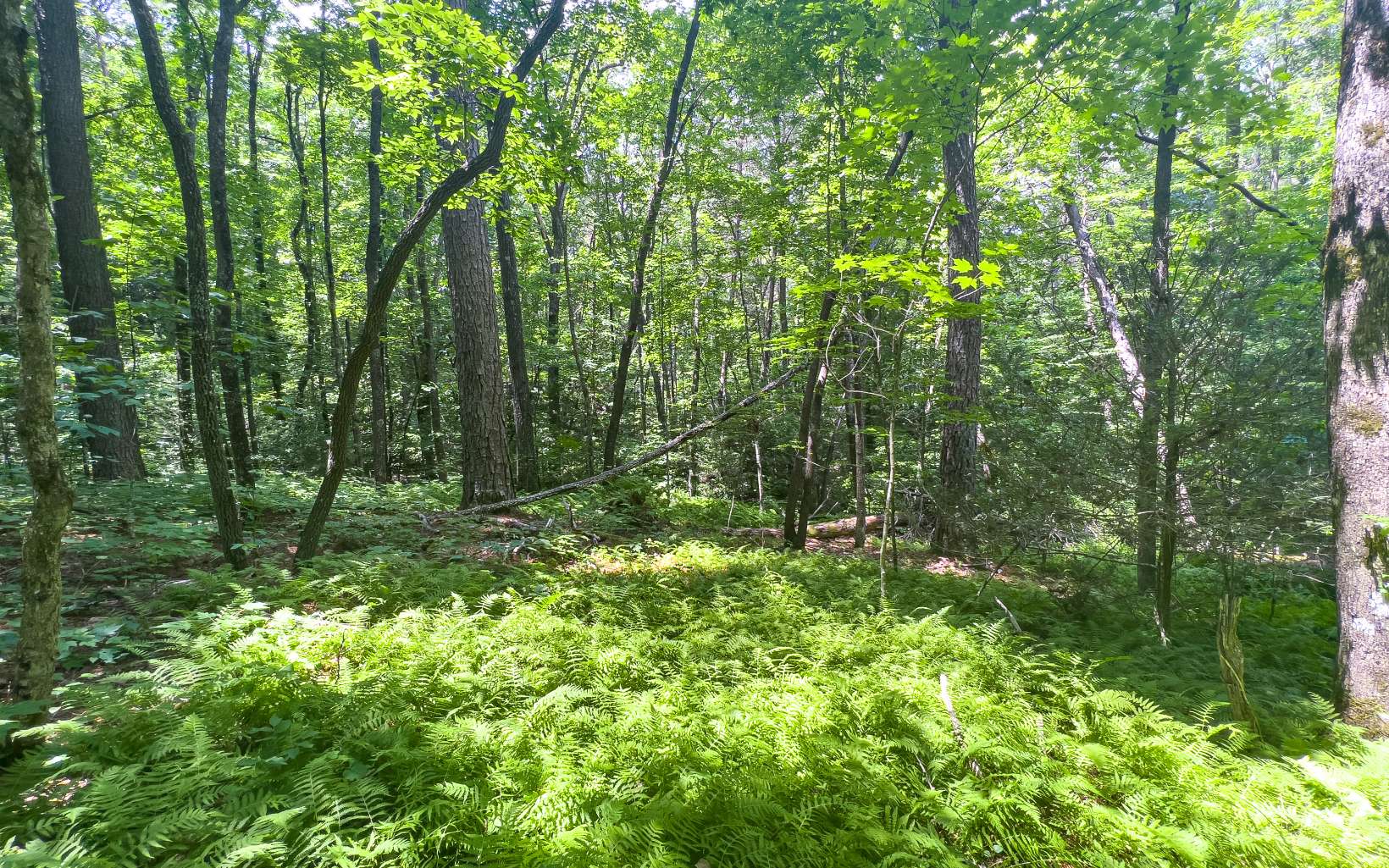 11.06 Piney Spur Road Ellijay, GA 30536 - Photo 28 of 38 Additional View