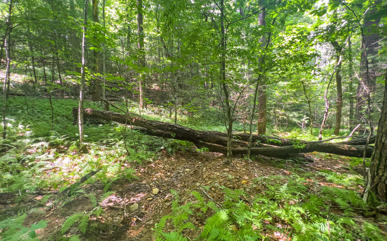 11.06 Piney Spur Road Ellijay, GA 30536 - Photo 29 of 38 Additional View