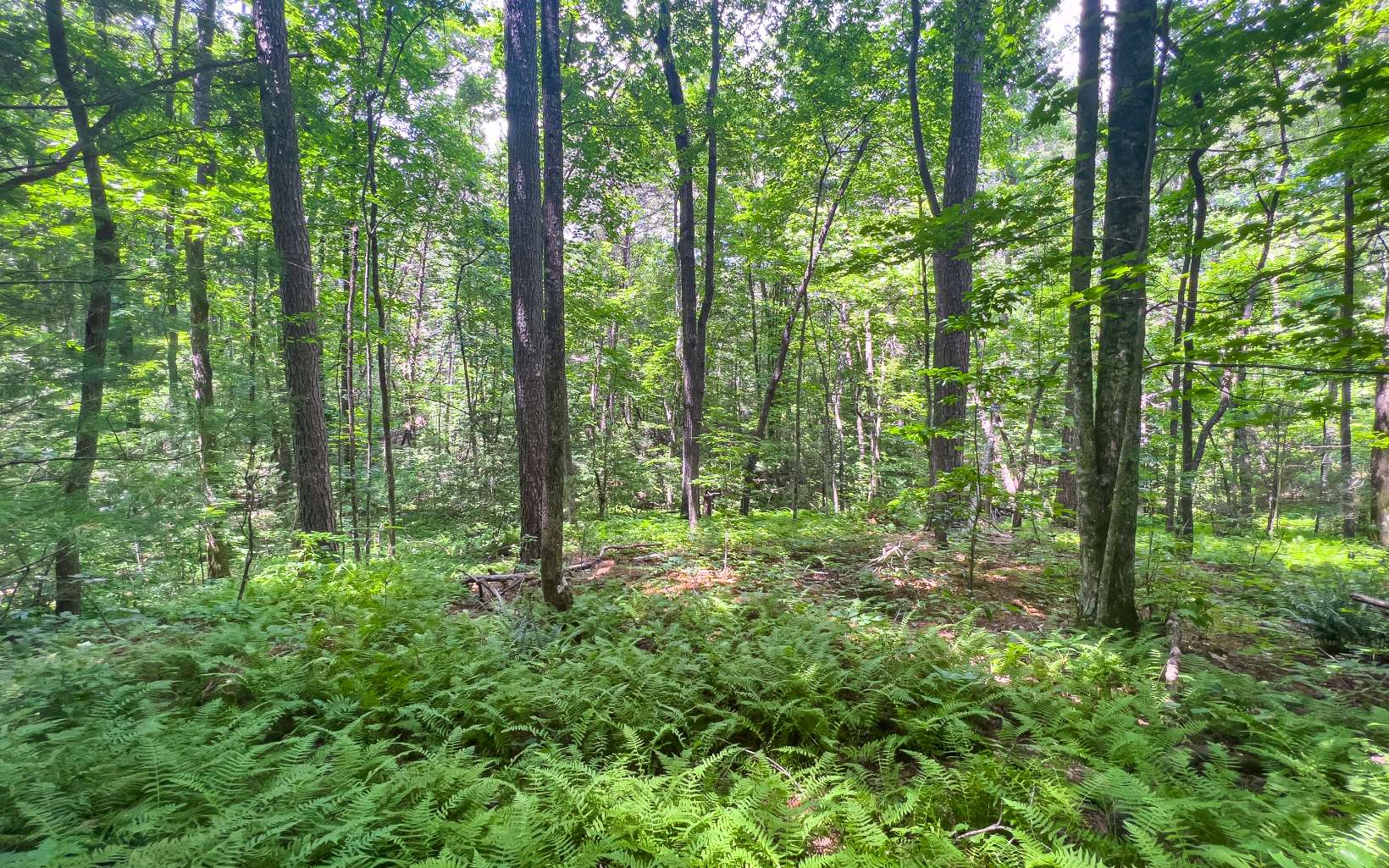 11.06 Piney Spur Road Ellijay, GA 30536 - Photo 30 of 38 Additional View