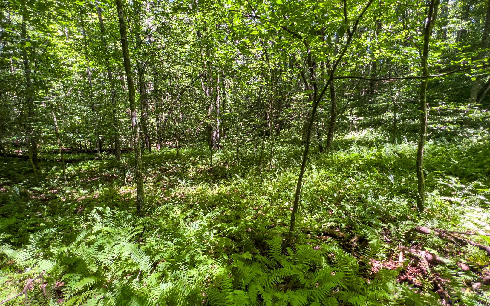 11.06 Piney Spur Road Ellijay, GA 30536 - Photo 32 of 38 Additional View