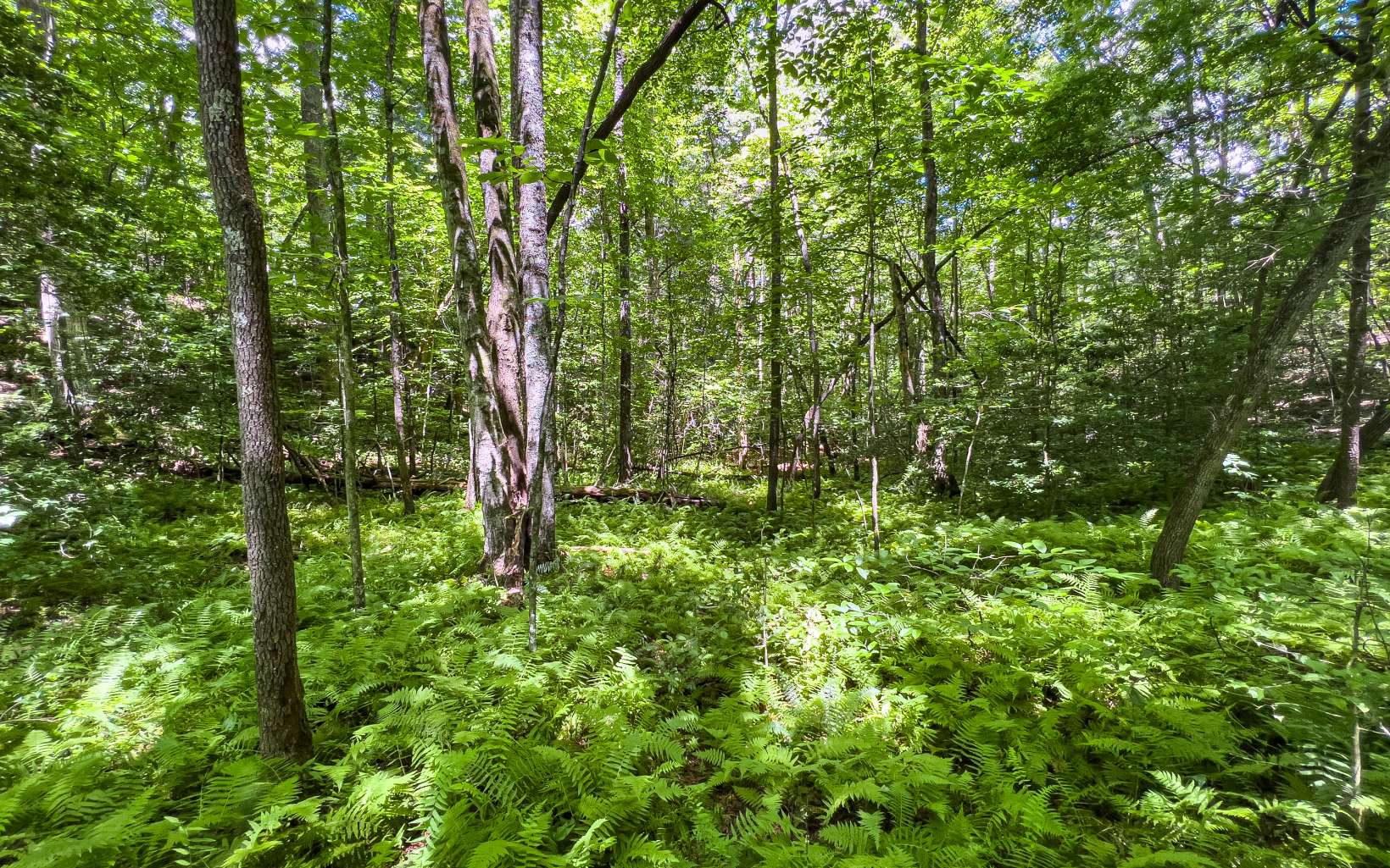 11.06 Piney Spur Road Ellijay, GA 30536 - Photo 33 of 38 Additional View