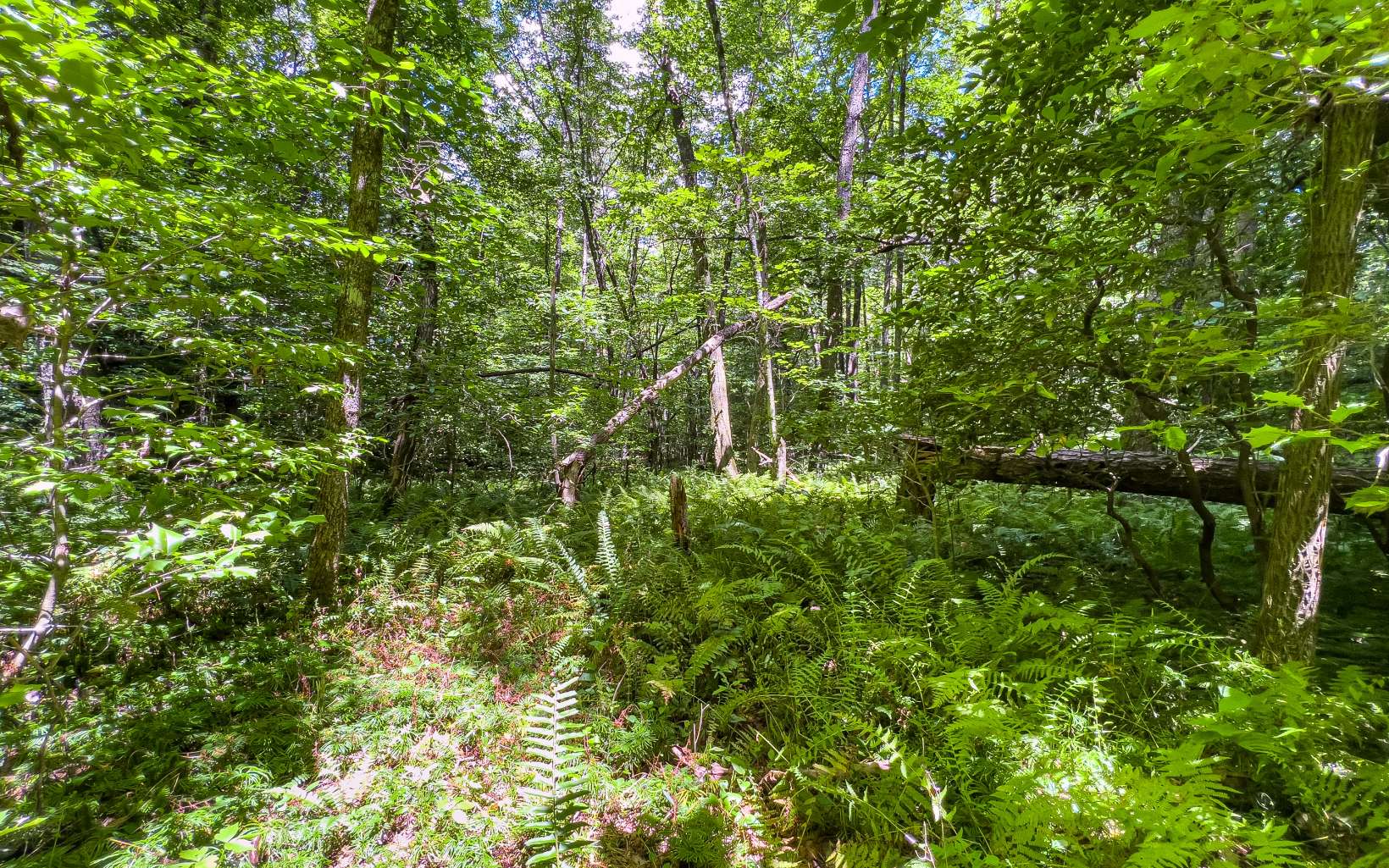 11.06 Piney Spur Road Ellijay, GA 30536 - Photo 34 of 38 Additional View