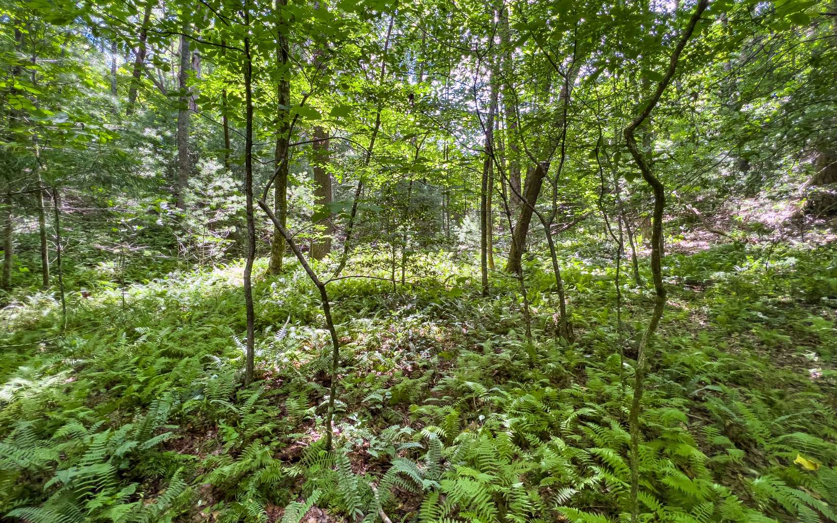 11.06 Piney Spur Road Ellijay, GA 30536 - Photo 35 of 38 Additional View