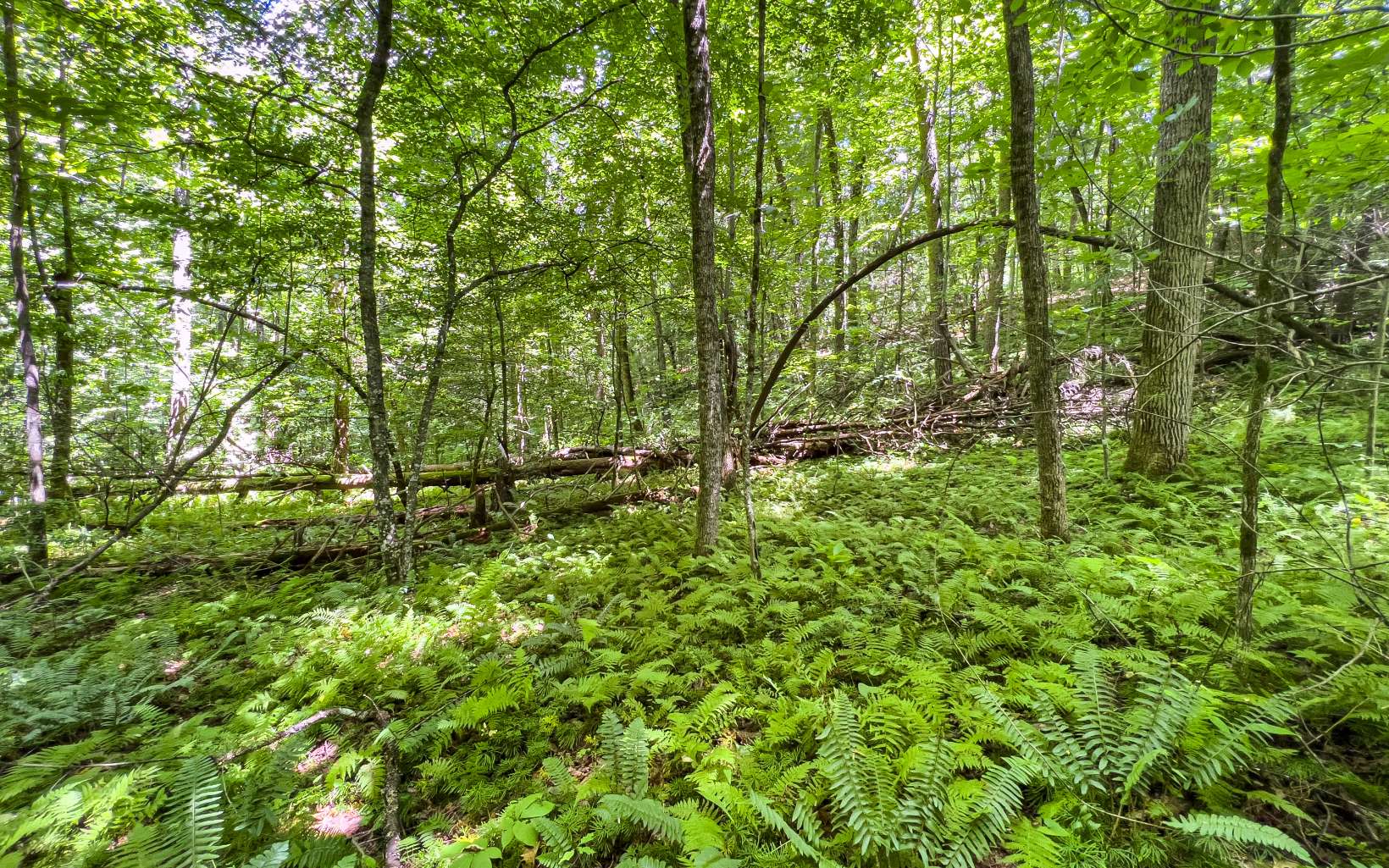 11.06 Piney Spur Road Ellijay, GA 30536 - Photo 36 of 38 Additional View