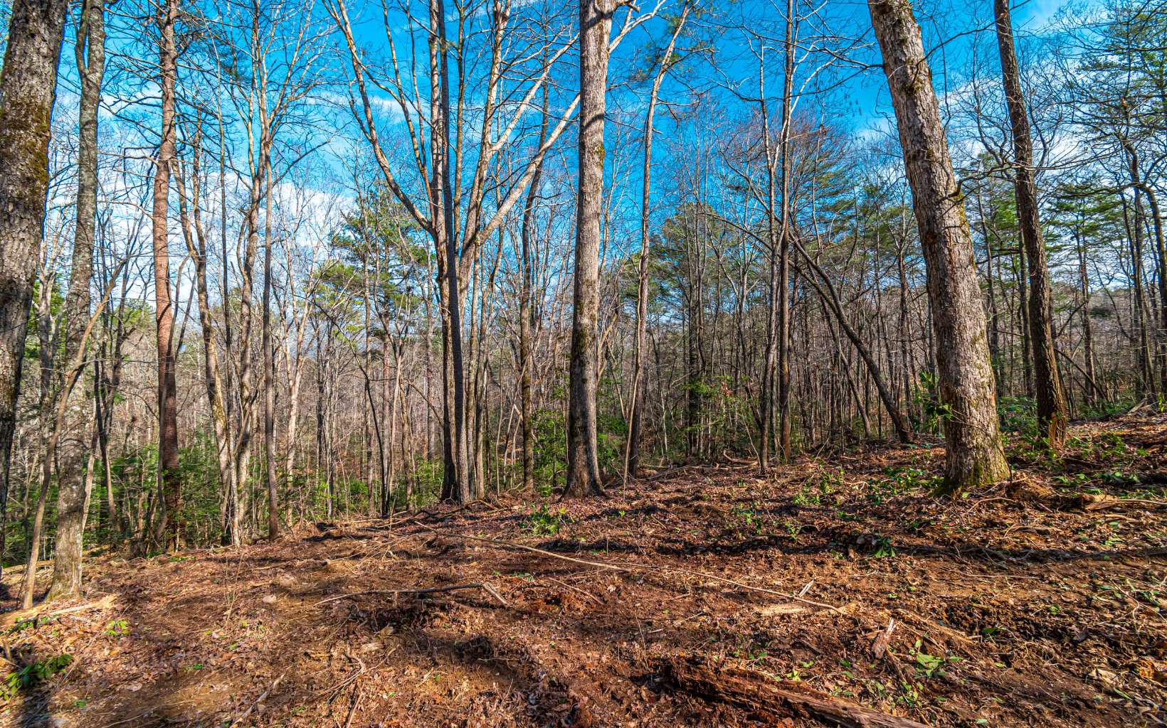 11.06 Piney Spur Road Ellijay, GA 30536 - Photo 6 of 38 Additional View
