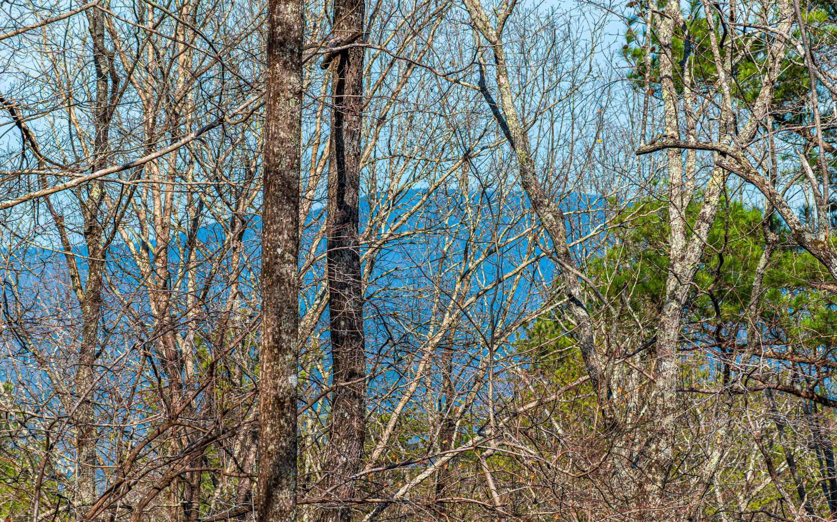 11.06 Piney Spur Road Ellijay, GA 30536 - Photo 9 of 38 Additional View