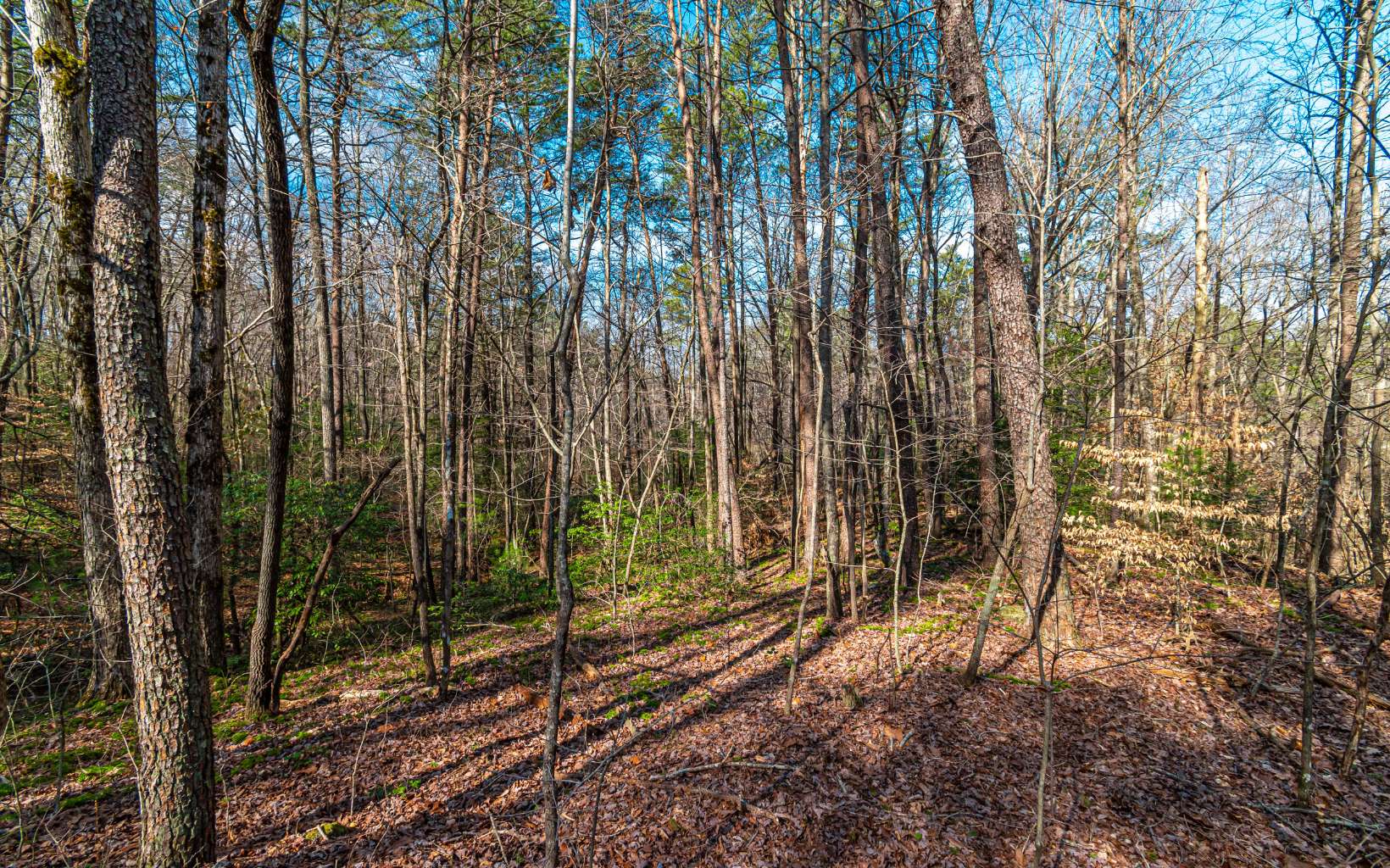 11.06 Piney Spur Road Ellijay, GA 30536 - Photo 10 of 38 Additional View