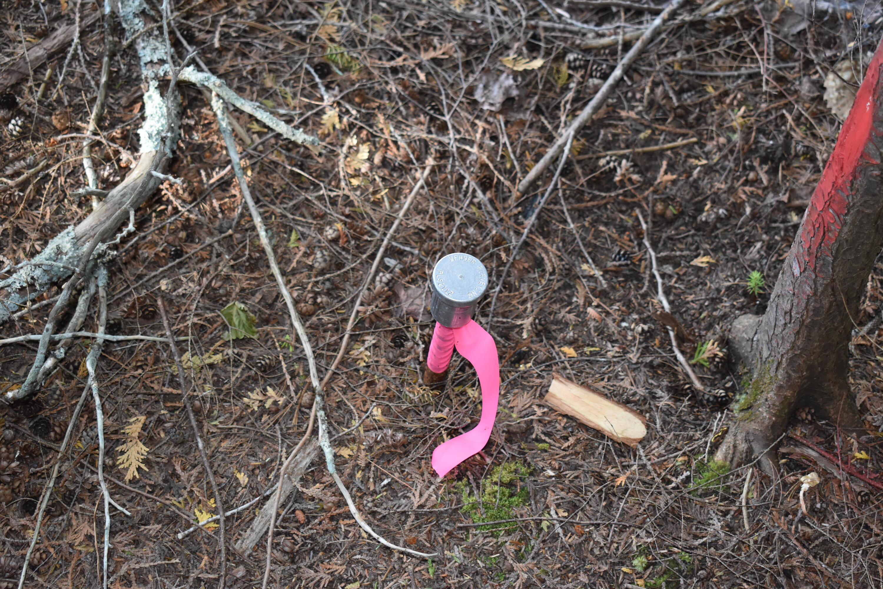 Lot 1-b-9 Lot 1-b-9 Road Weston, ME 04424 - Photo 8 of 22 DSC_0152