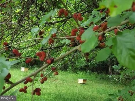 17827 Horsehead Road Brandywine, MD 20613 - Photo 35 of 43 Berries and bees