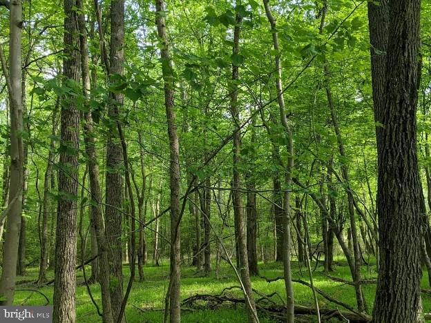 17827 Horsehead Road Brandywine, MD 20613 - Photo 38 of 43 Private forest