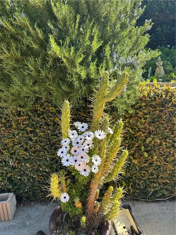 $985,000 | 1030 South Danehurst Avenue, Glendora, CA 91740