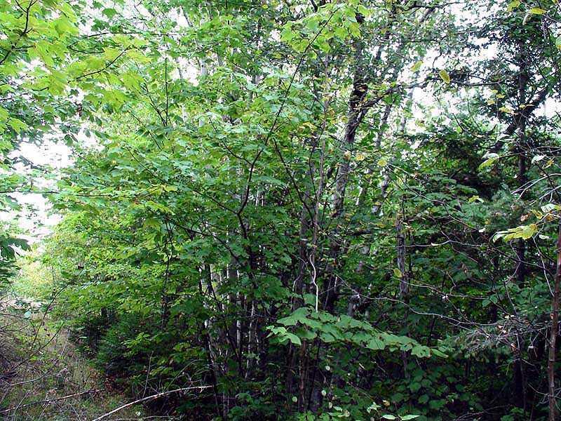 Lot 13 Frenchville Road Patten, ME 04765 - Photo 17 of 23 Land.