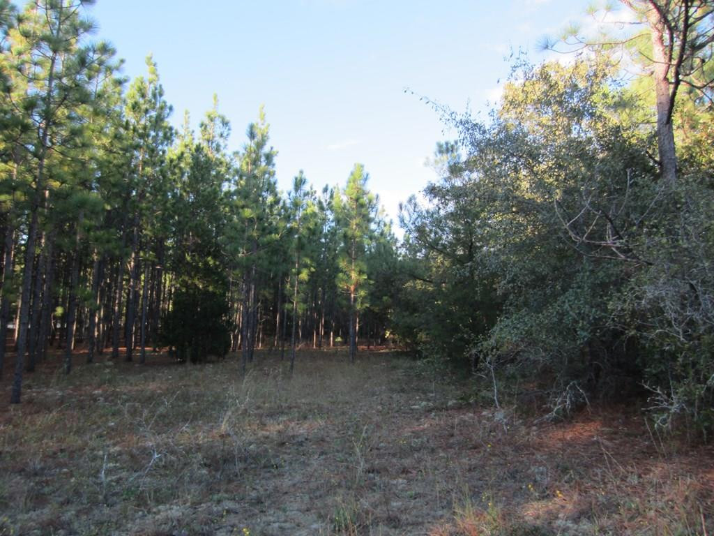 1475 Keys Pond Road Ridge Spring, SC 29129 - Photo 7 of 13