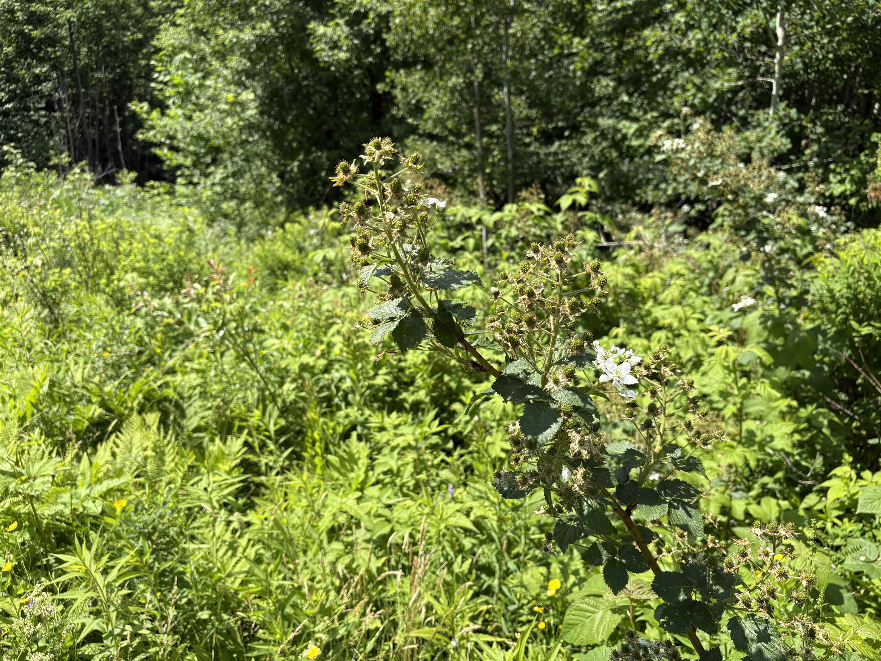 990 Bergeron Road Troy, VT 05859 - Photo 11 of 33