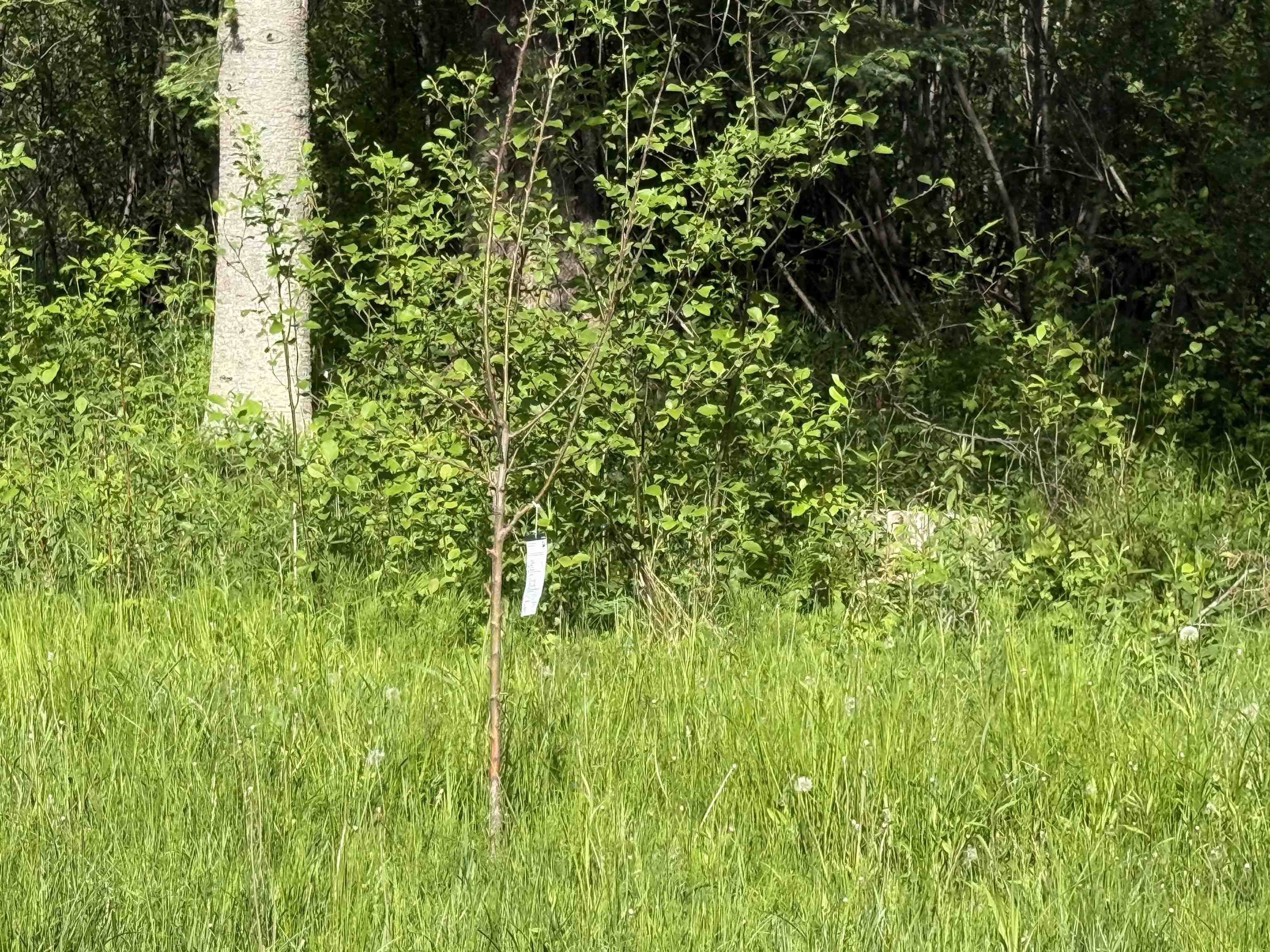 17110 21 Mile Road Tustin, MI 49688 - Photo 14 of 18