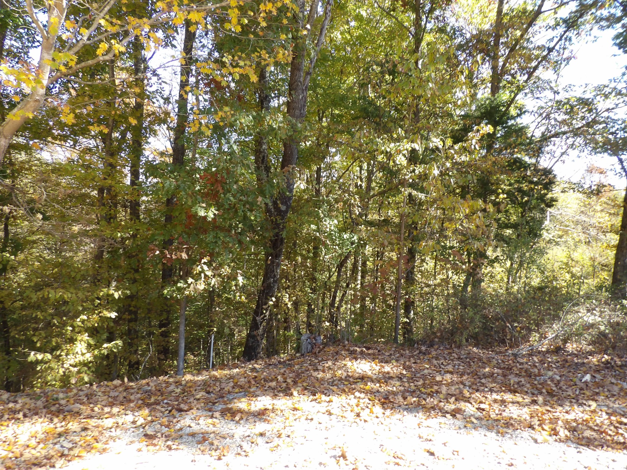 0 Overview Drive Waverly, TN 37185 - Photo 20 of 35 a view of a yard with a tree