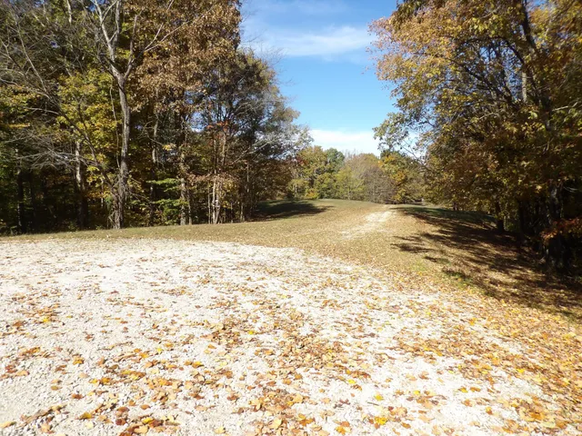 a view of a tree in a yard