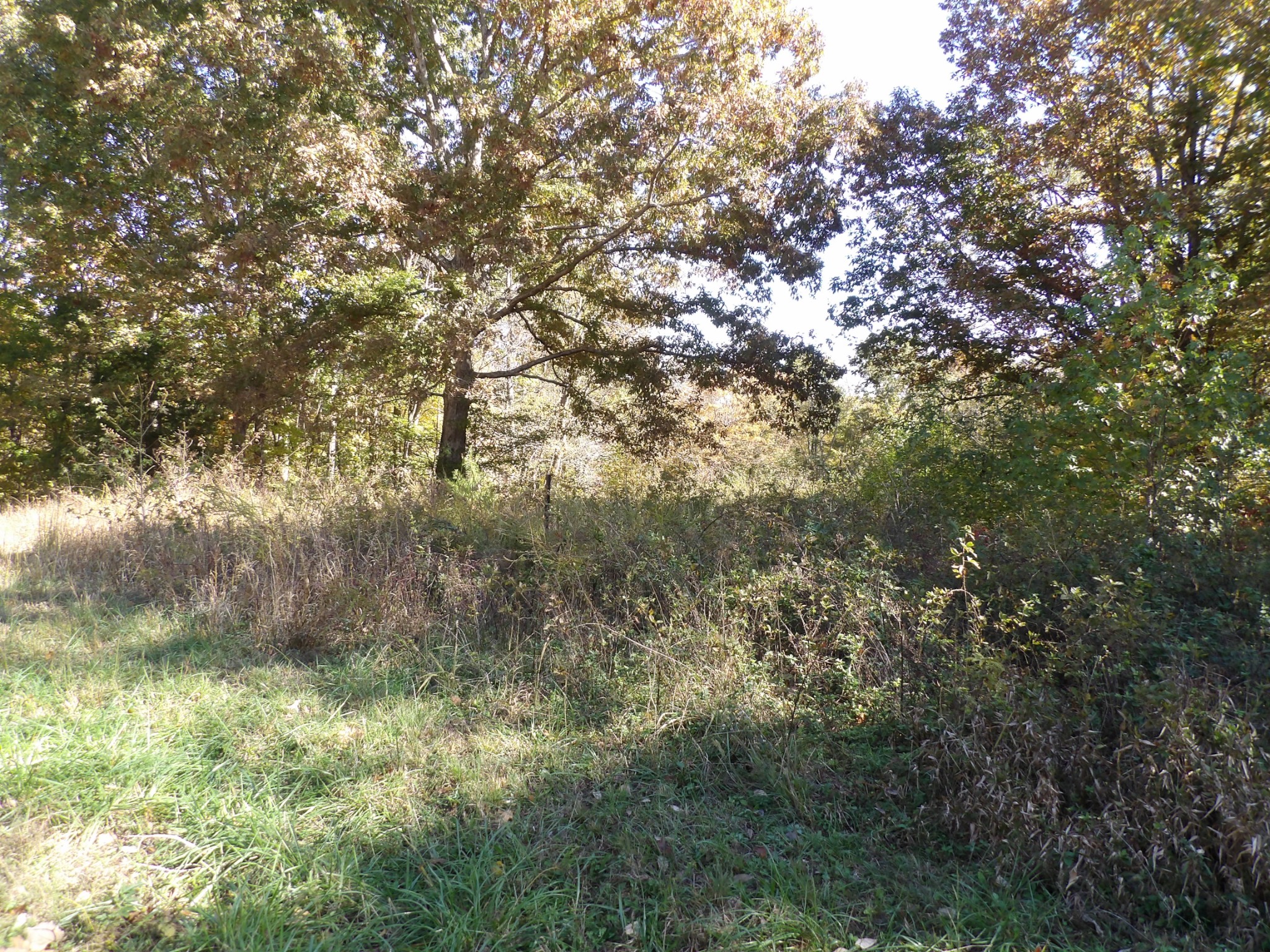 0 Overview Drive Waverly, TN 37185 - Photo 25 of 35 a view of a yard with a tree