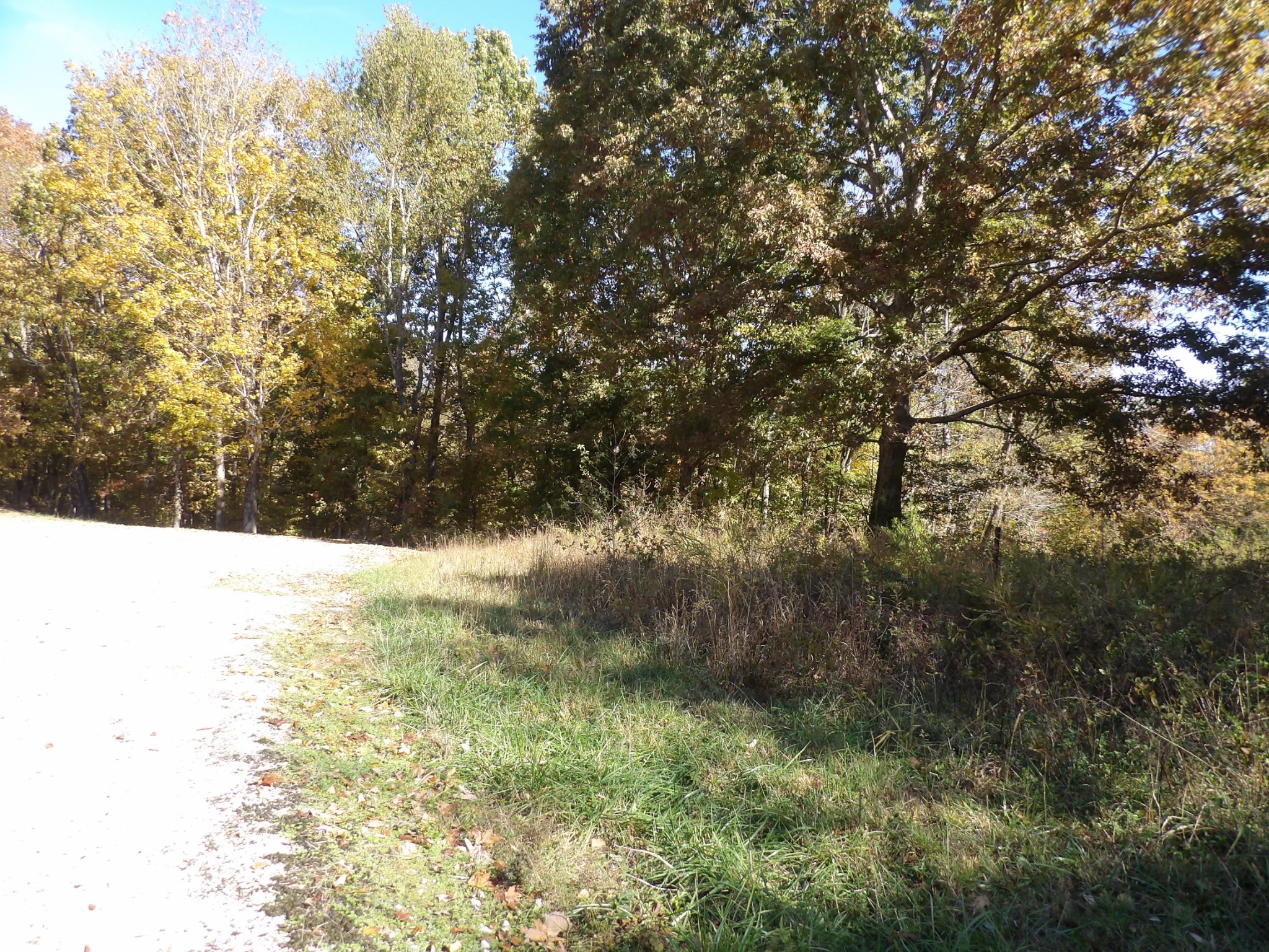 0 Overview Drive Waverly, TN 37185 - Photo 26 of 35 a view of a yard with plants and large trees