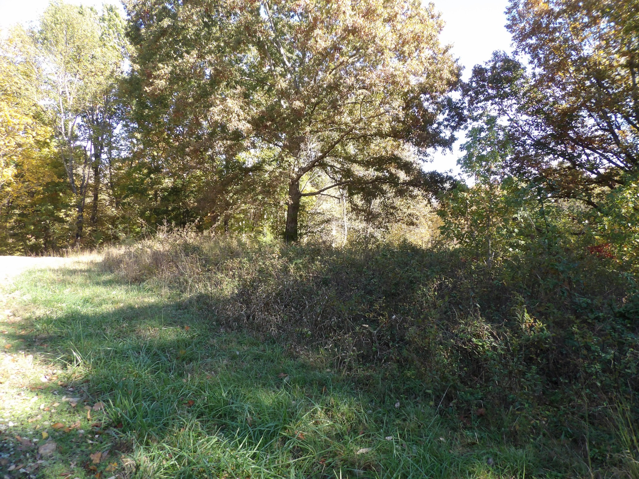 0 Overview Drive Waverly, TN 37185 - Photo 28 of 35 a view of a tree in a yard