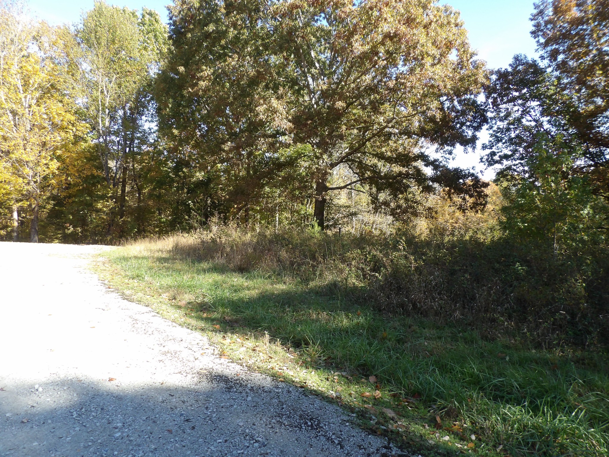 0 Overview Drive Waverly, TN 37185 - Photo 29 of 35 a view of a yard with a tree