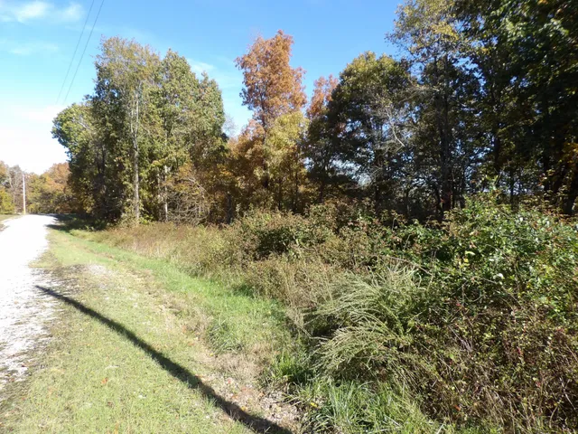 a view of a yard with a tree