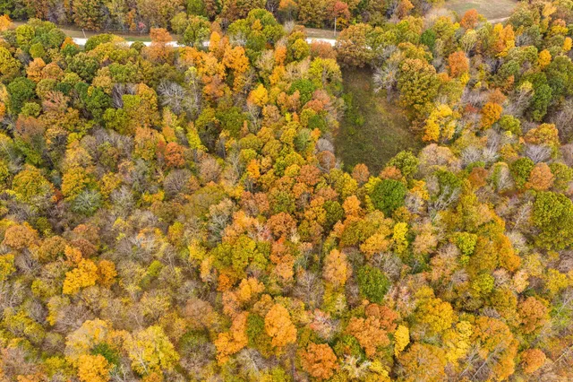 a close up of a plant