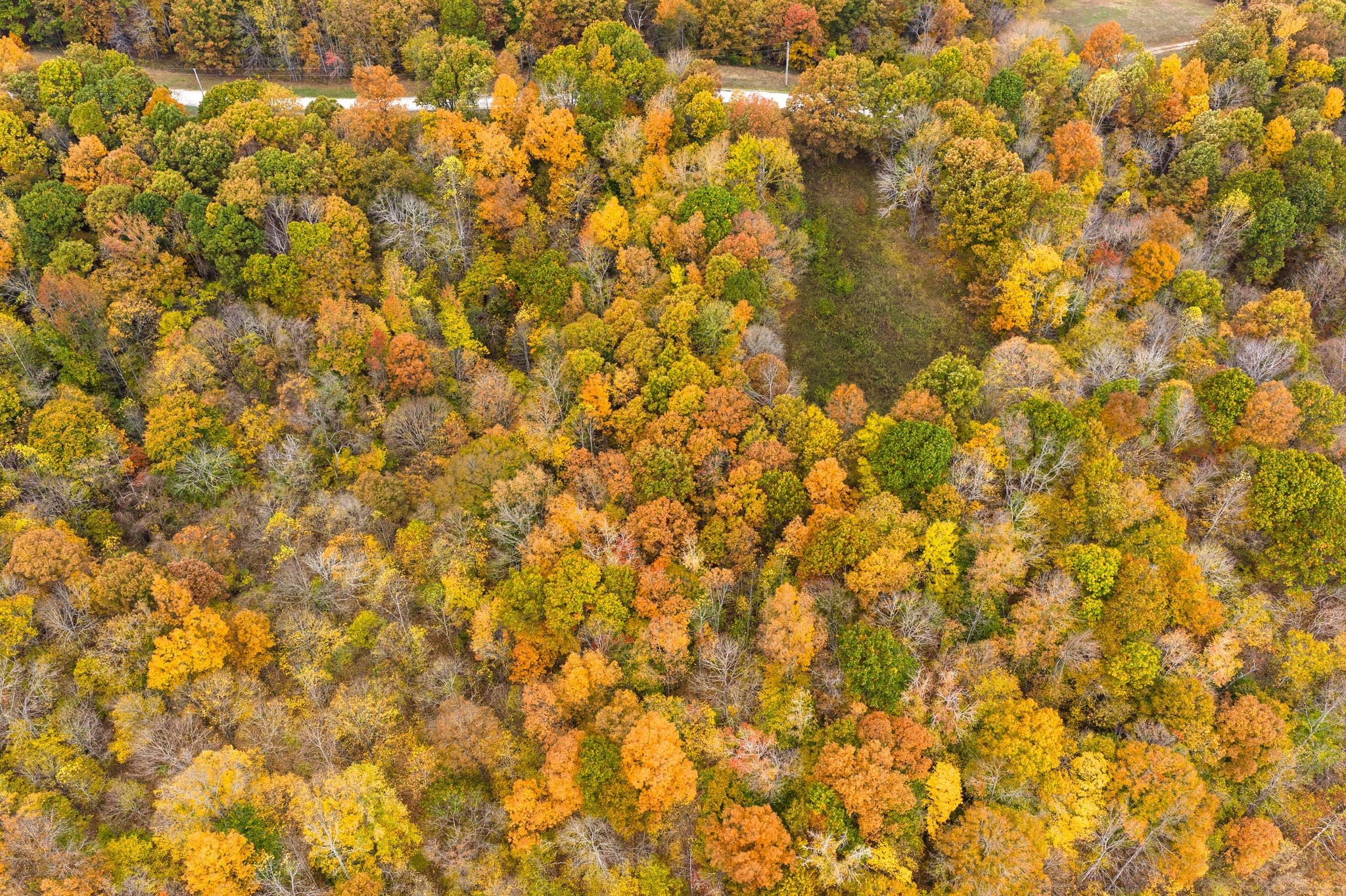 0 Overview Drive Waverly, TN 37185 - Photo 4 of 35 a close up of a plant