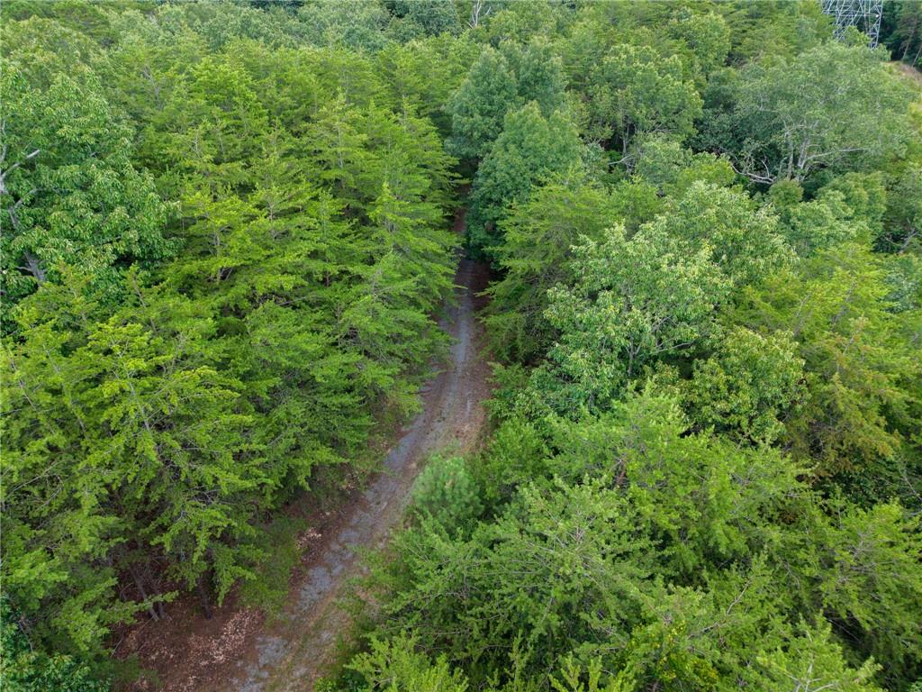 0 Mt Pleasant Road Northeast Fairmount, GA 30139 - Photo 44 of 50 a view of a lush green forest