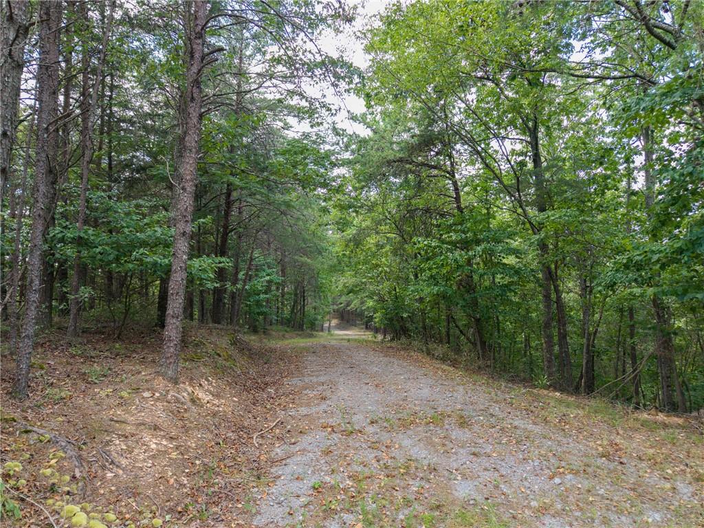 0 Mt Pleasant Road Northeast Fairmount, GA 30139 - Photo 47 of 50 a view of a forest with trees in the background