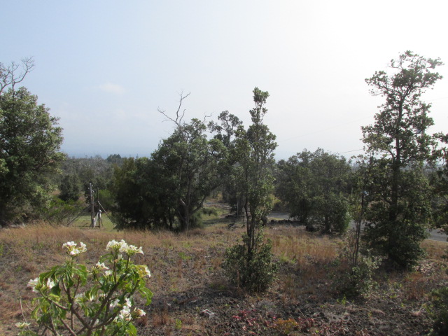 92-8629 Koa Lane Ocean View, HI 96704 - Photo 10 of 12 a view of a forest with a tree