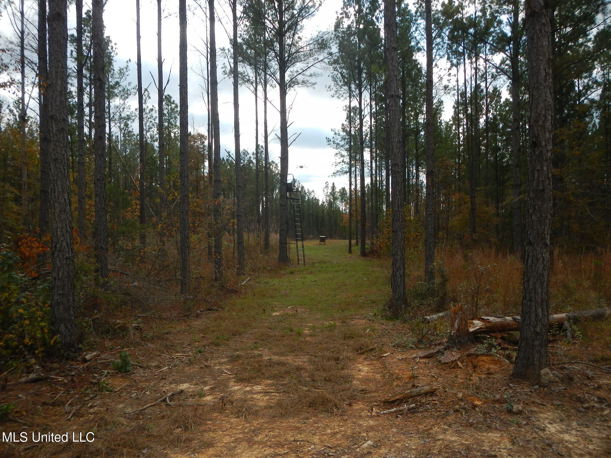 773 Permenter Road Camden, MS 39045 - Photo 12 of 50 DSCN9925