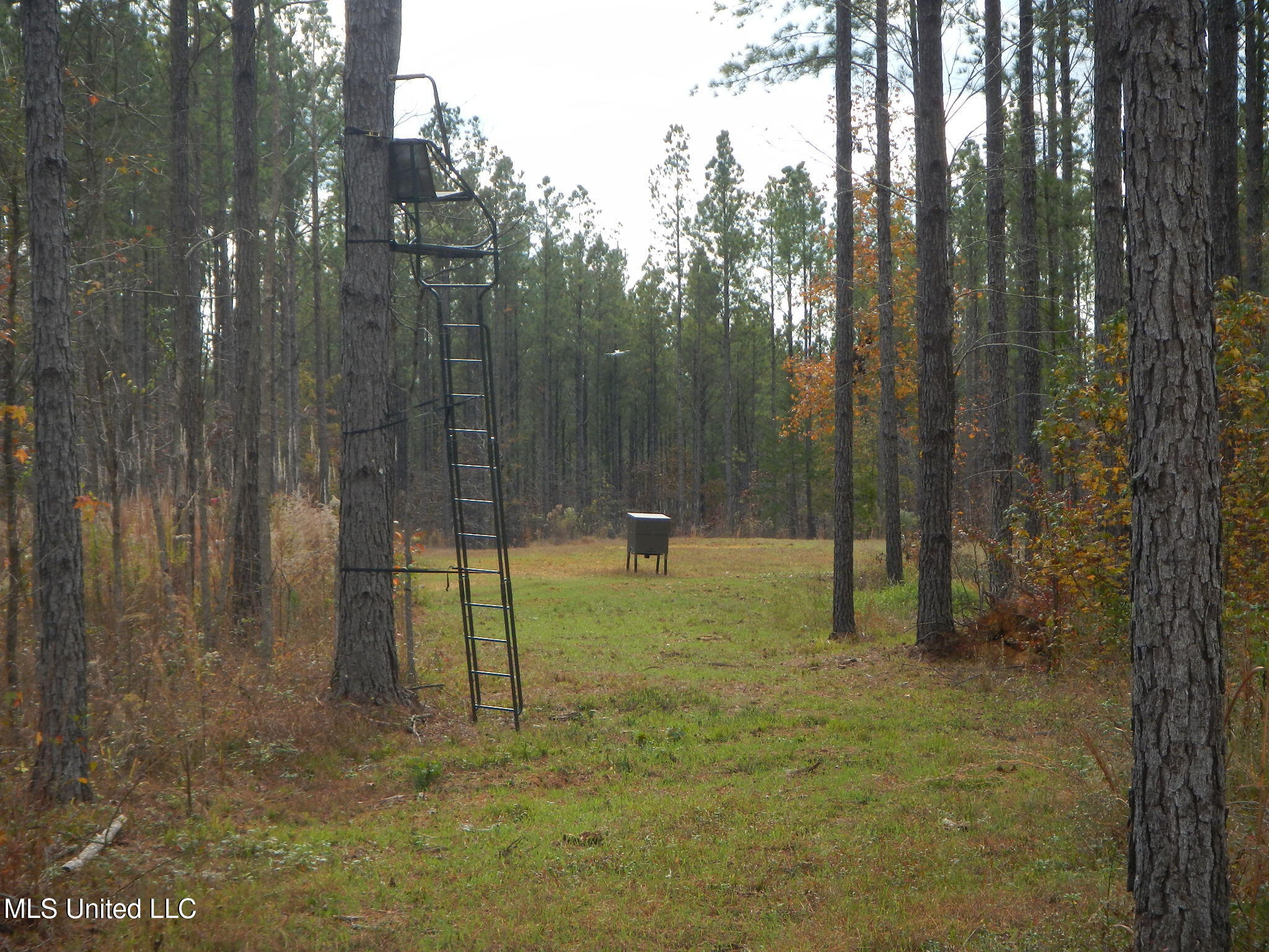 773 Permenter Road Camden, MS 39045 - Photo 13 of 50 DSCN9926