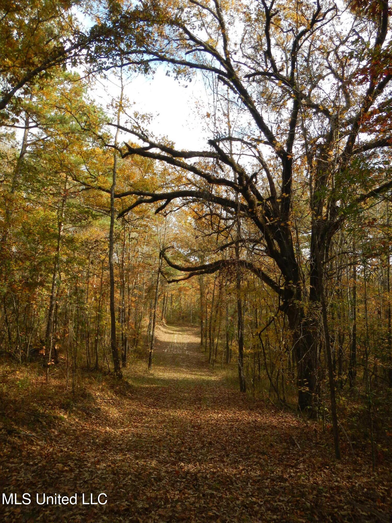 773 Permenter Road Camden, MS 39045 - Photo 19 of 50 DSCN9932