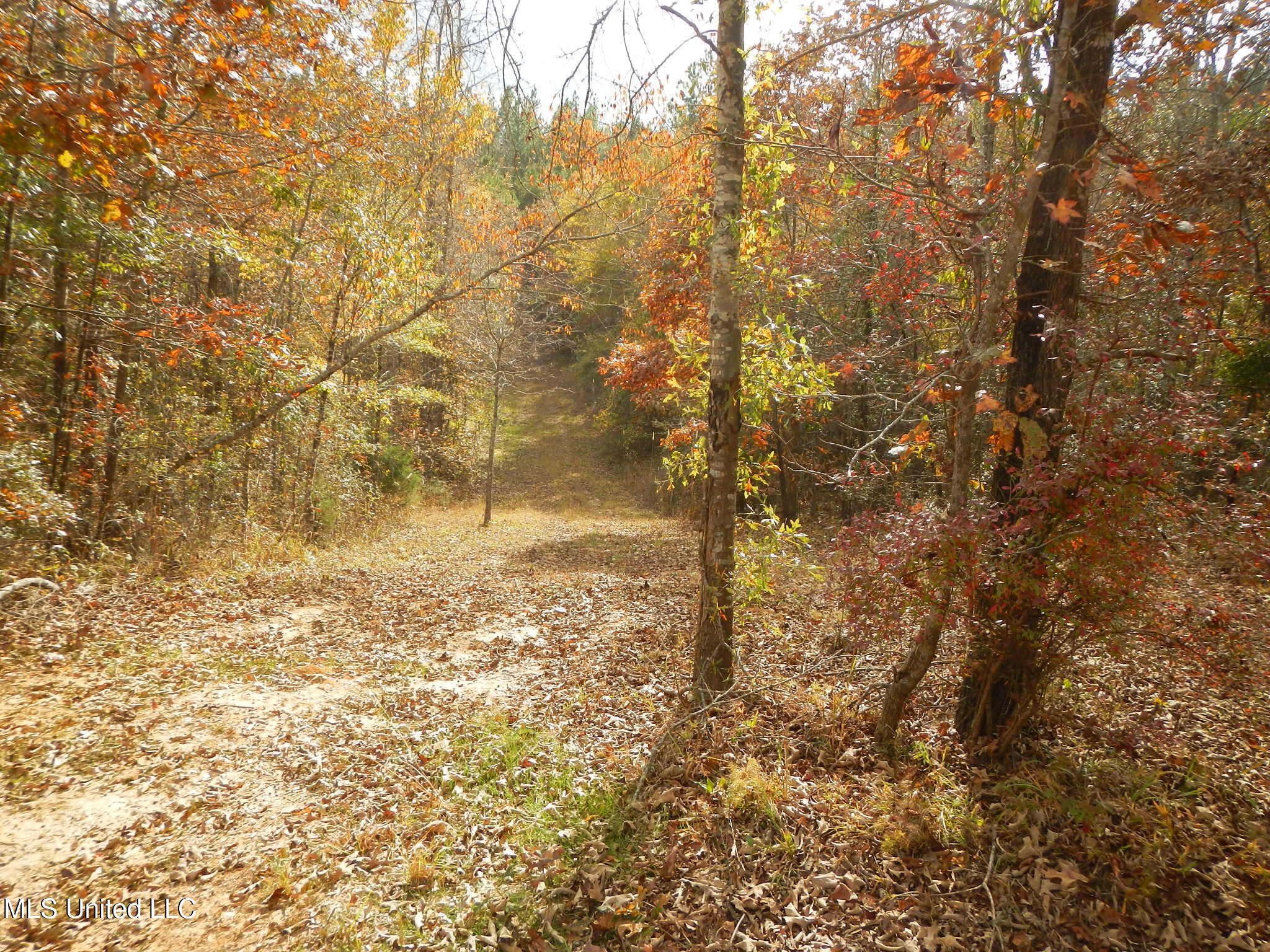 773 Permenter Road Camden, MS 39045 - Photo 21 of 50 DSCN9934
