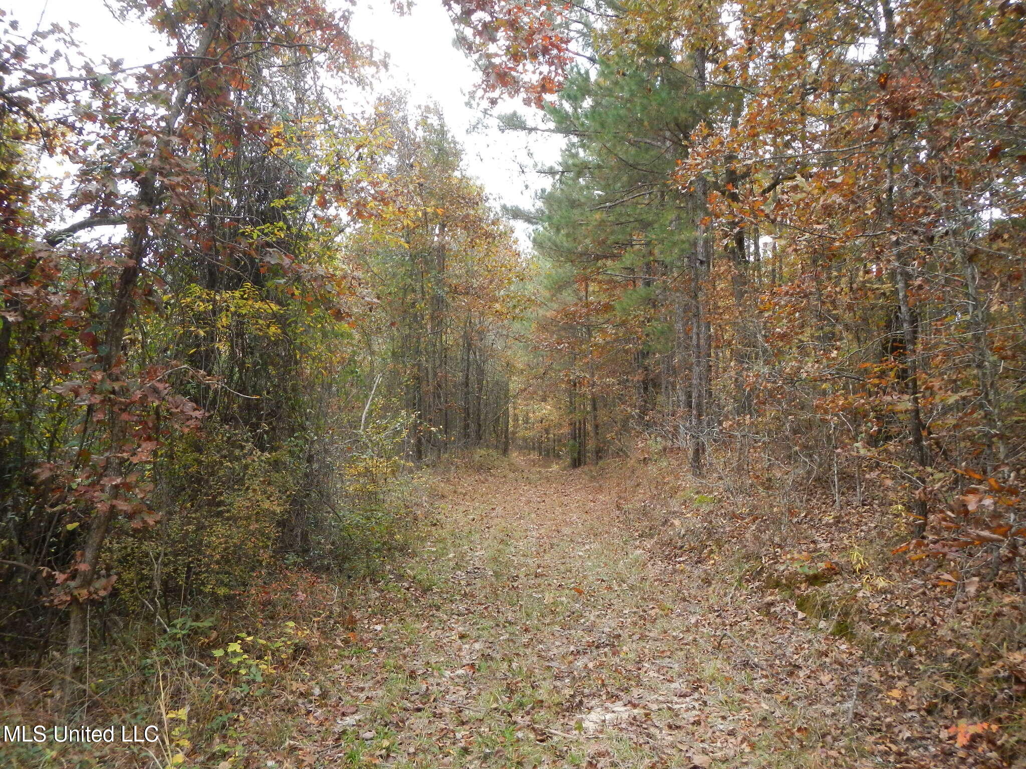 773 Permenter Road Camden, MS 39045 - Photo 24 of 50 DSCN9937