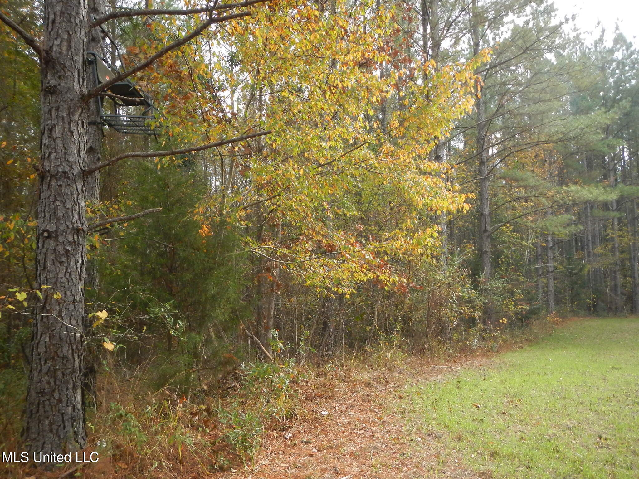 773 Permenter Road Camden, MS 39045 - Photo 26 of 50 DSCN9939