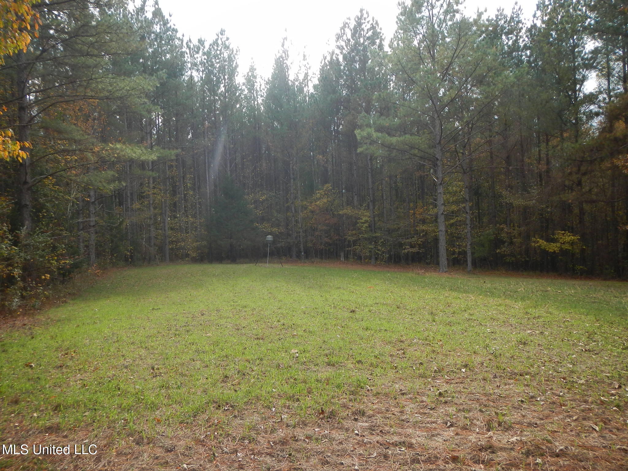 773 Permenter Road Camden, MS 39045 - Photo 27 of 50 DSCN9940