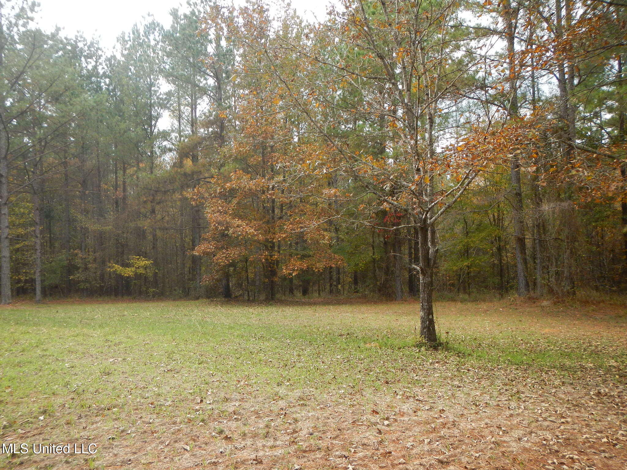 773 Permenter Road Camden, MS 39045 - Photo 28 of 50 DSCN9941