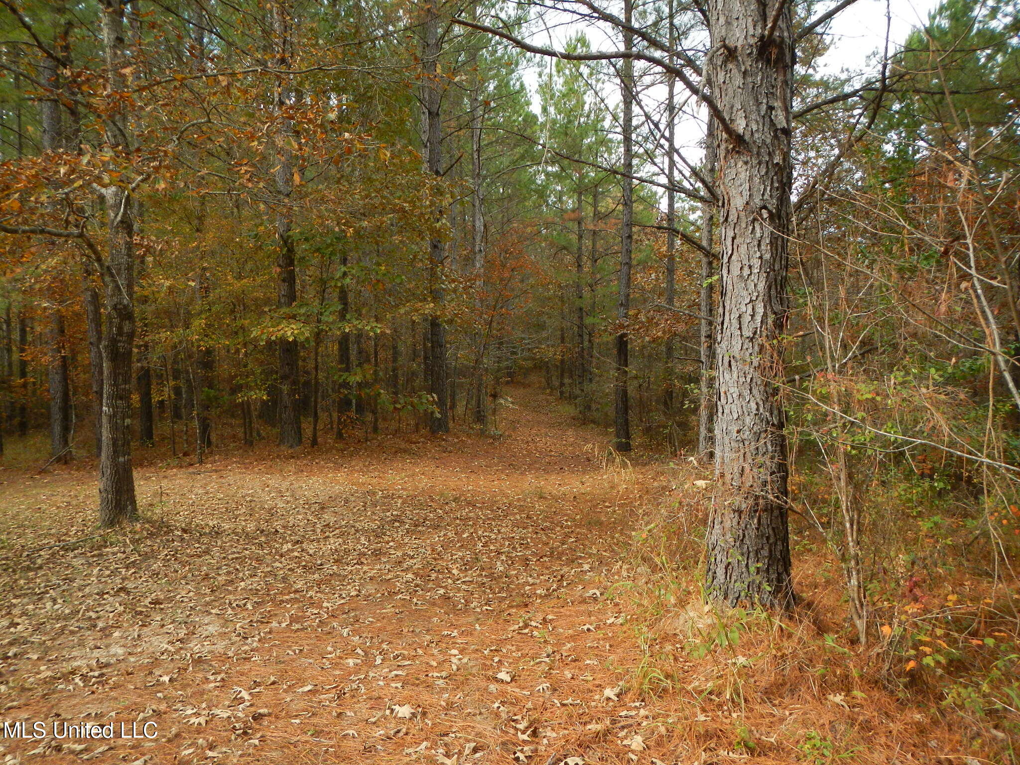 773 Permenter Road Camden, MS 39045 - Photo 29 of 50 DSCN9942