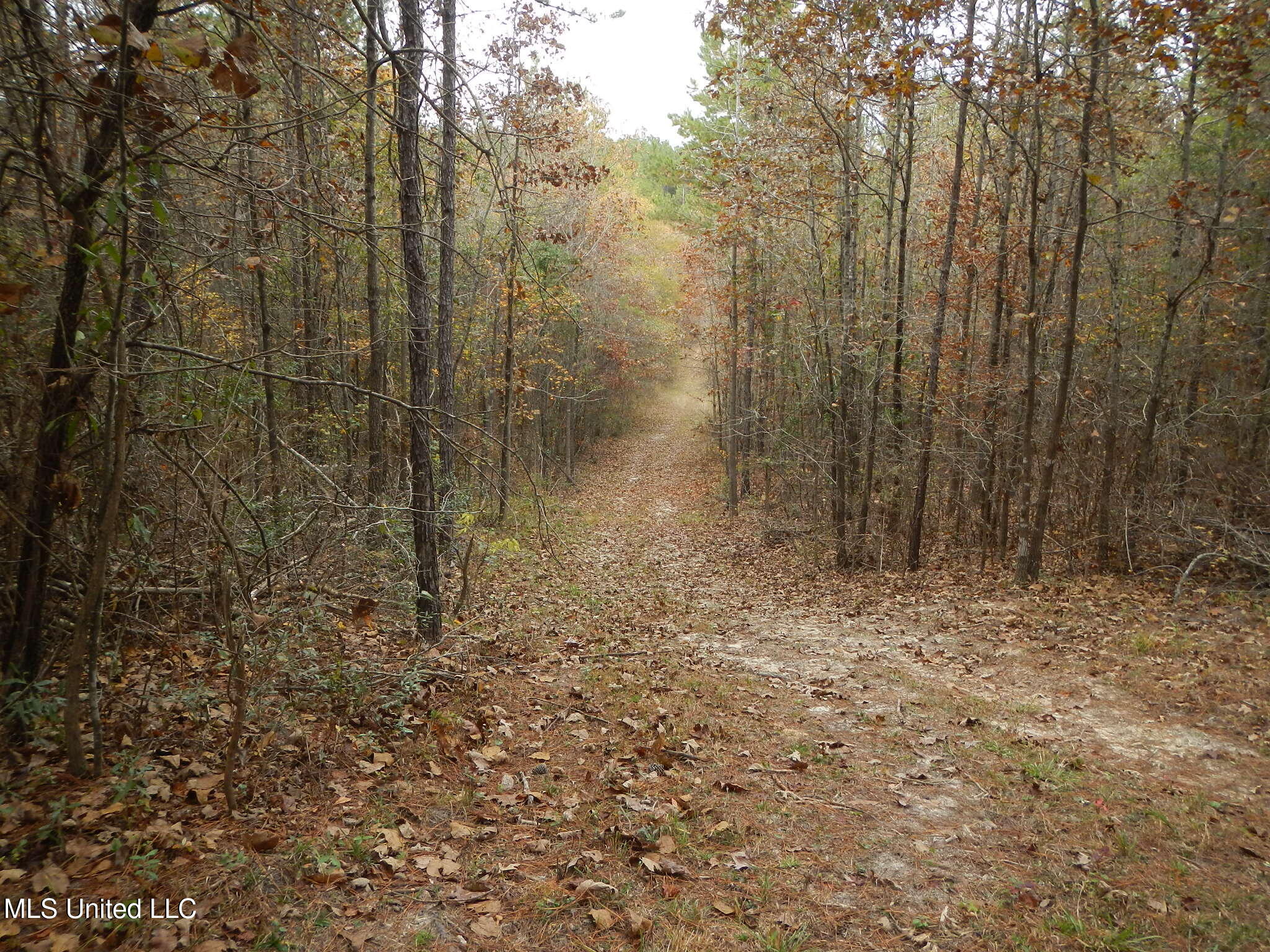 773 Permenter Road Camden, MS 39045 - Photo 30 of 50 DSCN9943