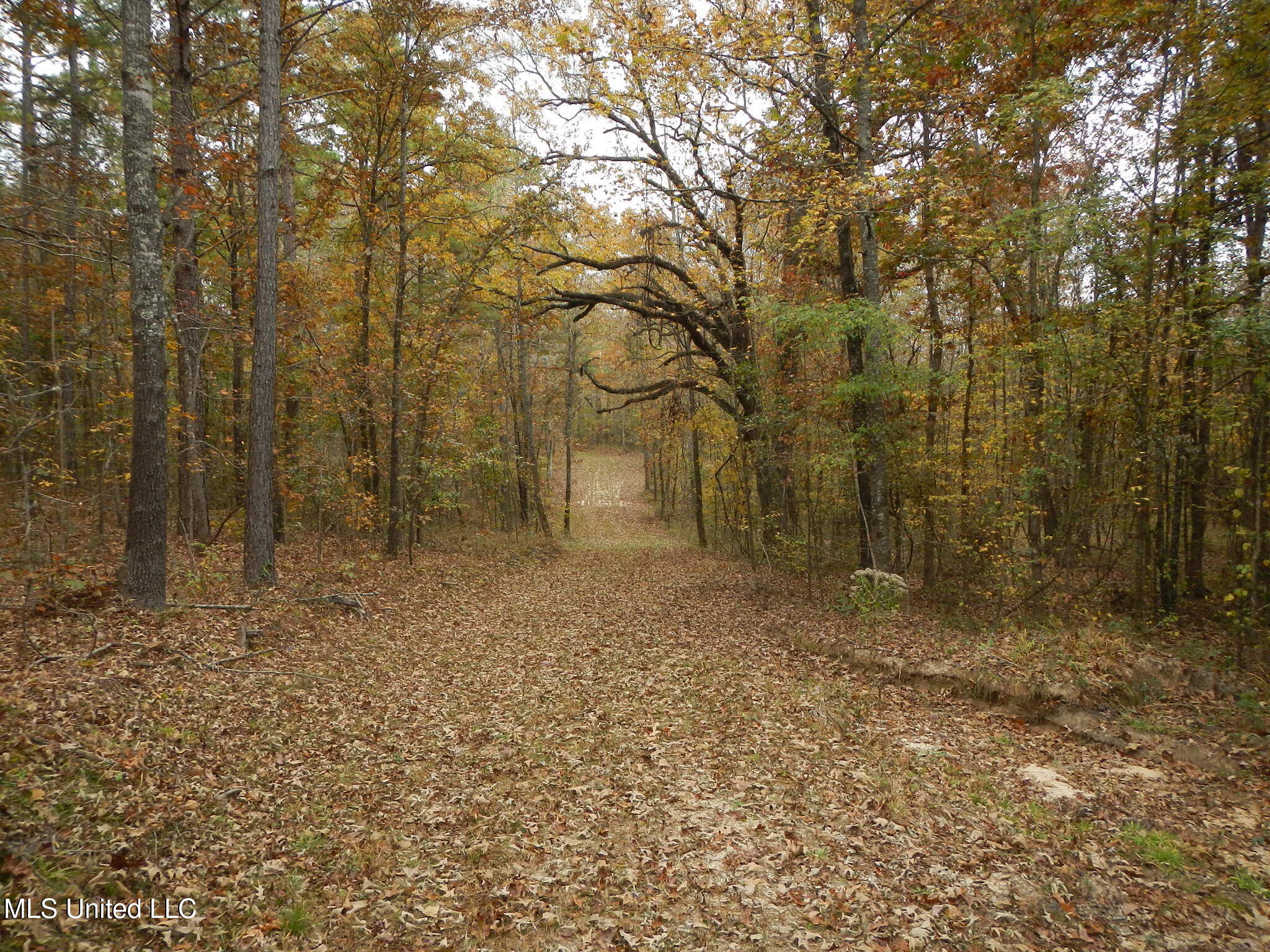 773 Permenter Road Camden, MS 39045 - Photo 31 of 50 DSCN9944
