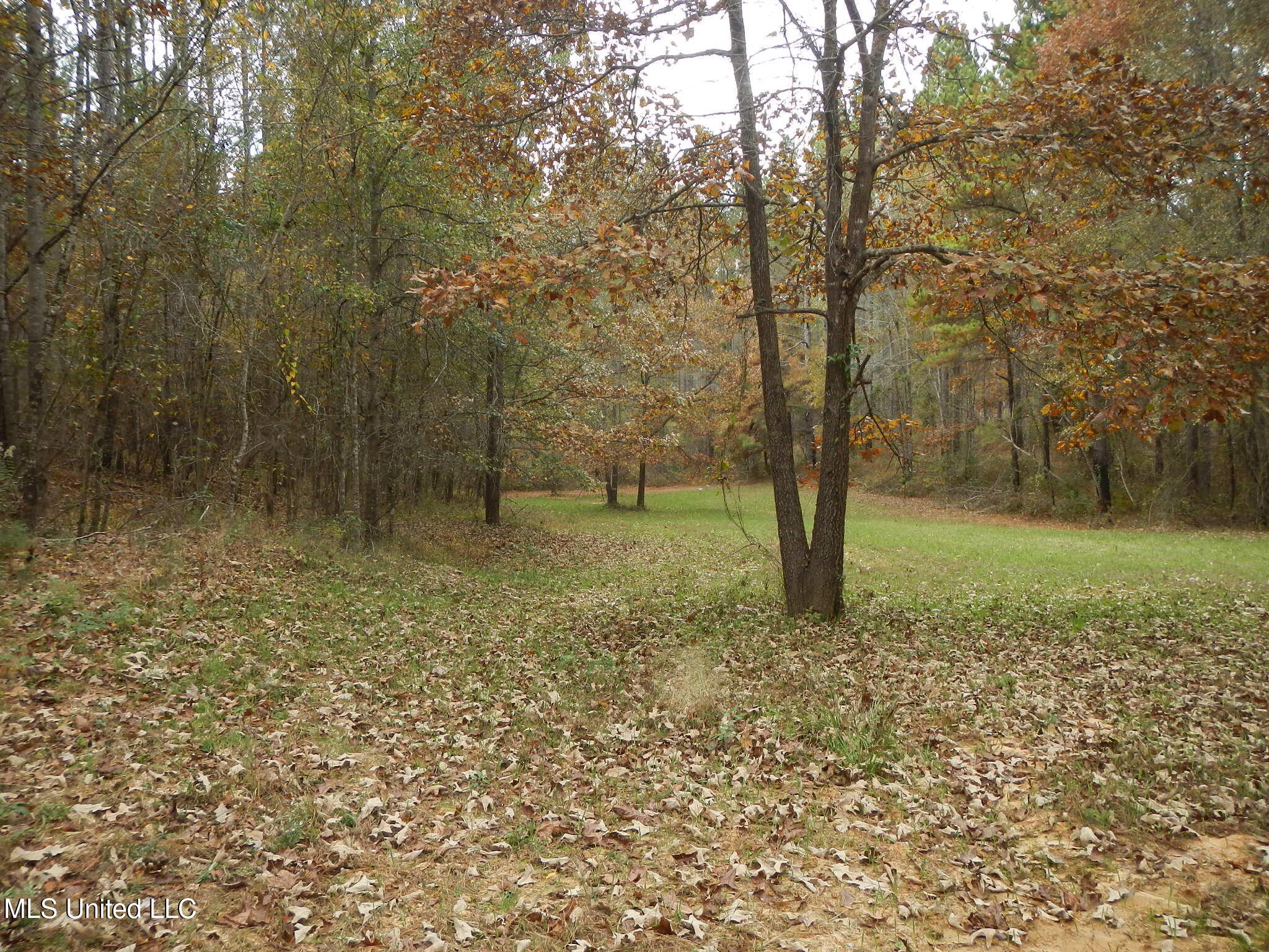 773 Permenter Road Camden, MS 39045 - Photo 34 of 50 DSCN9947