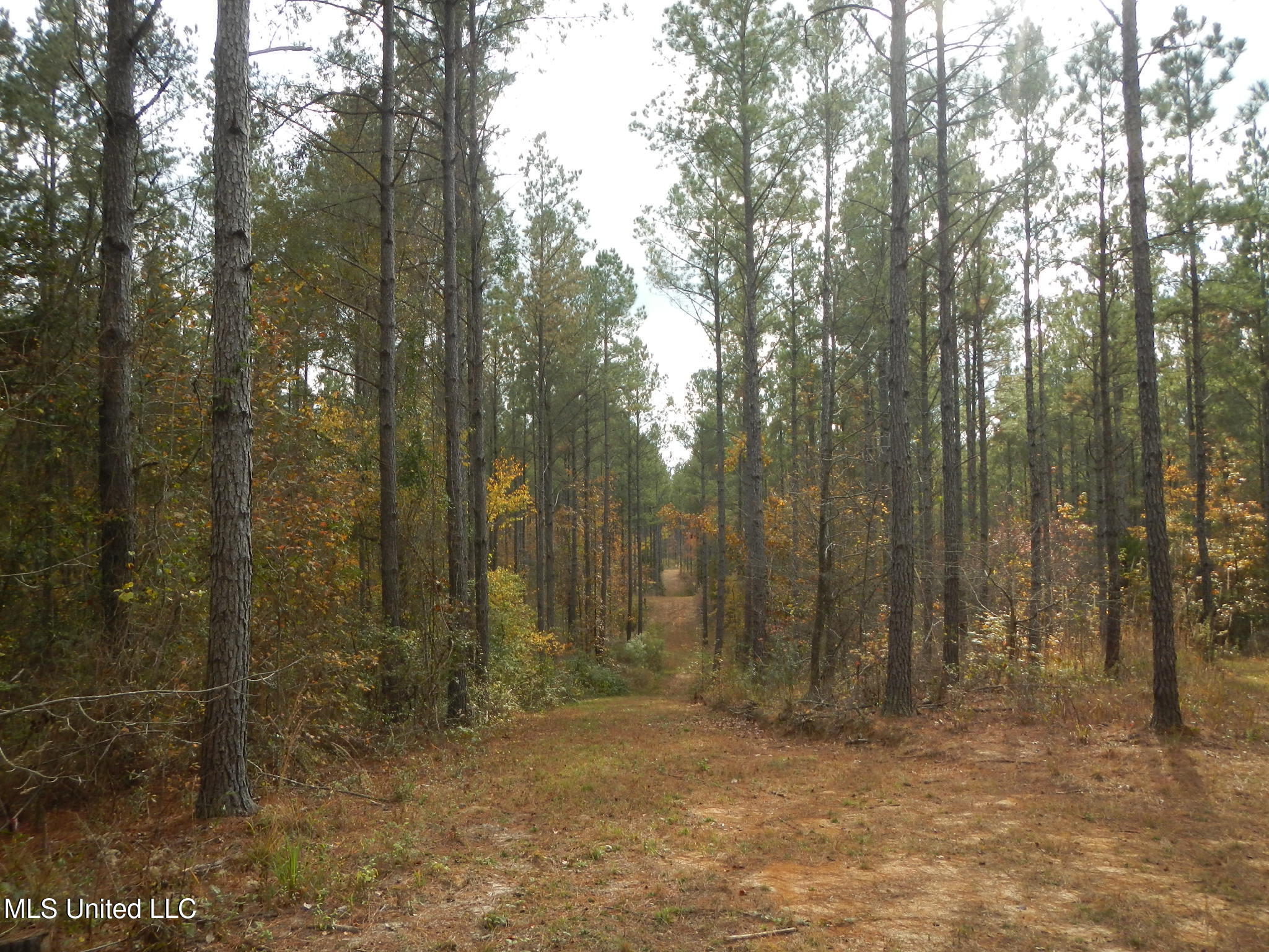 773 Permenter Road Camden, MS 39045 - Photo 37 of 50 DSCN9950